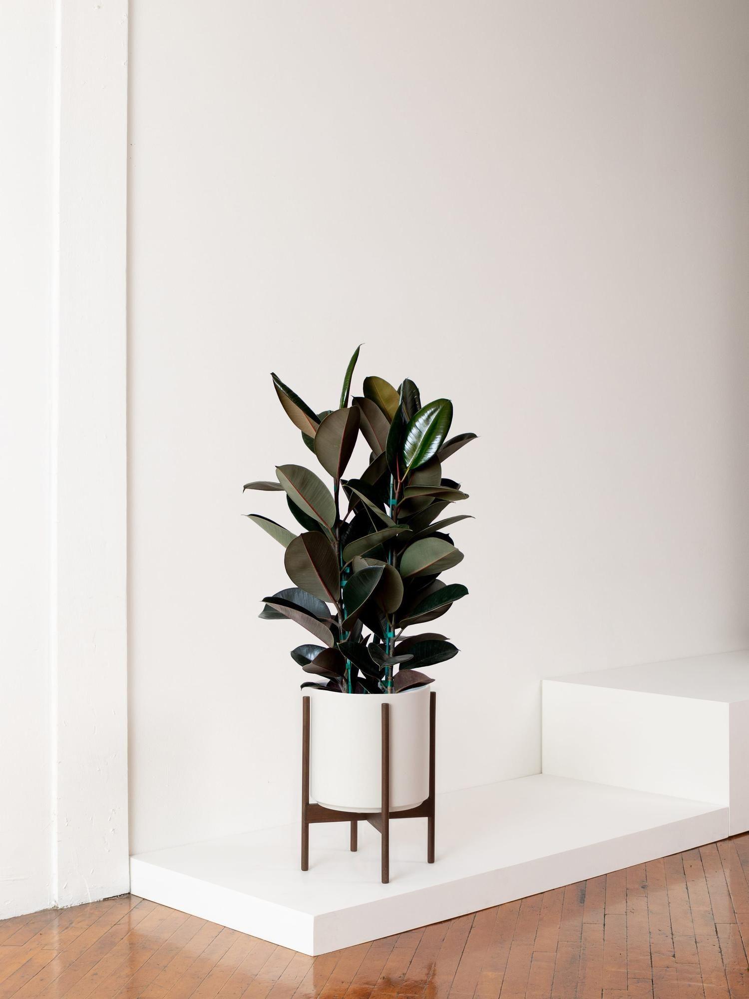 Rubber Tree