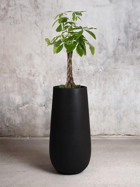 Braided Money Tree