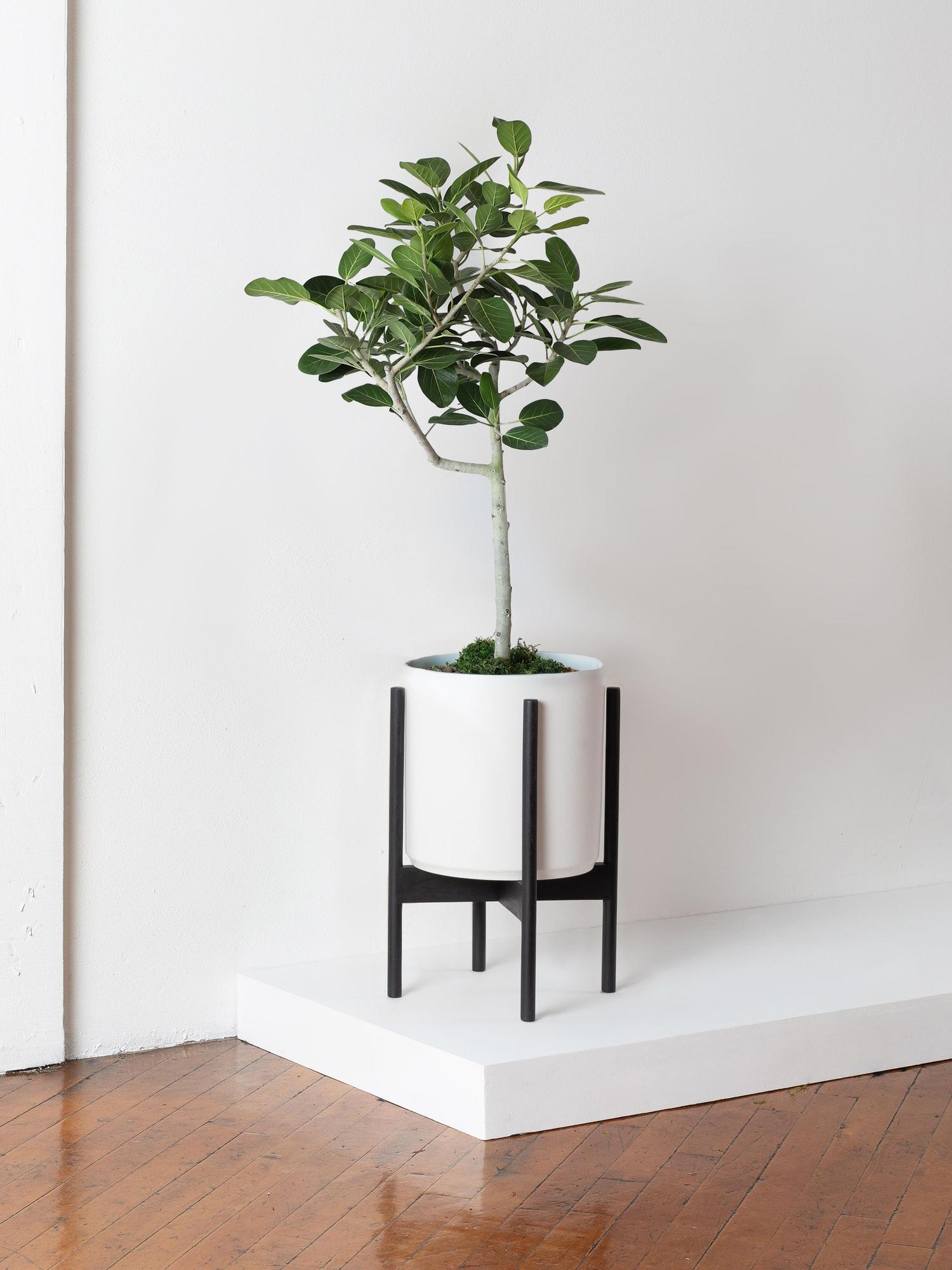 Ficus Audrey Tree