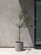 Olive Tree