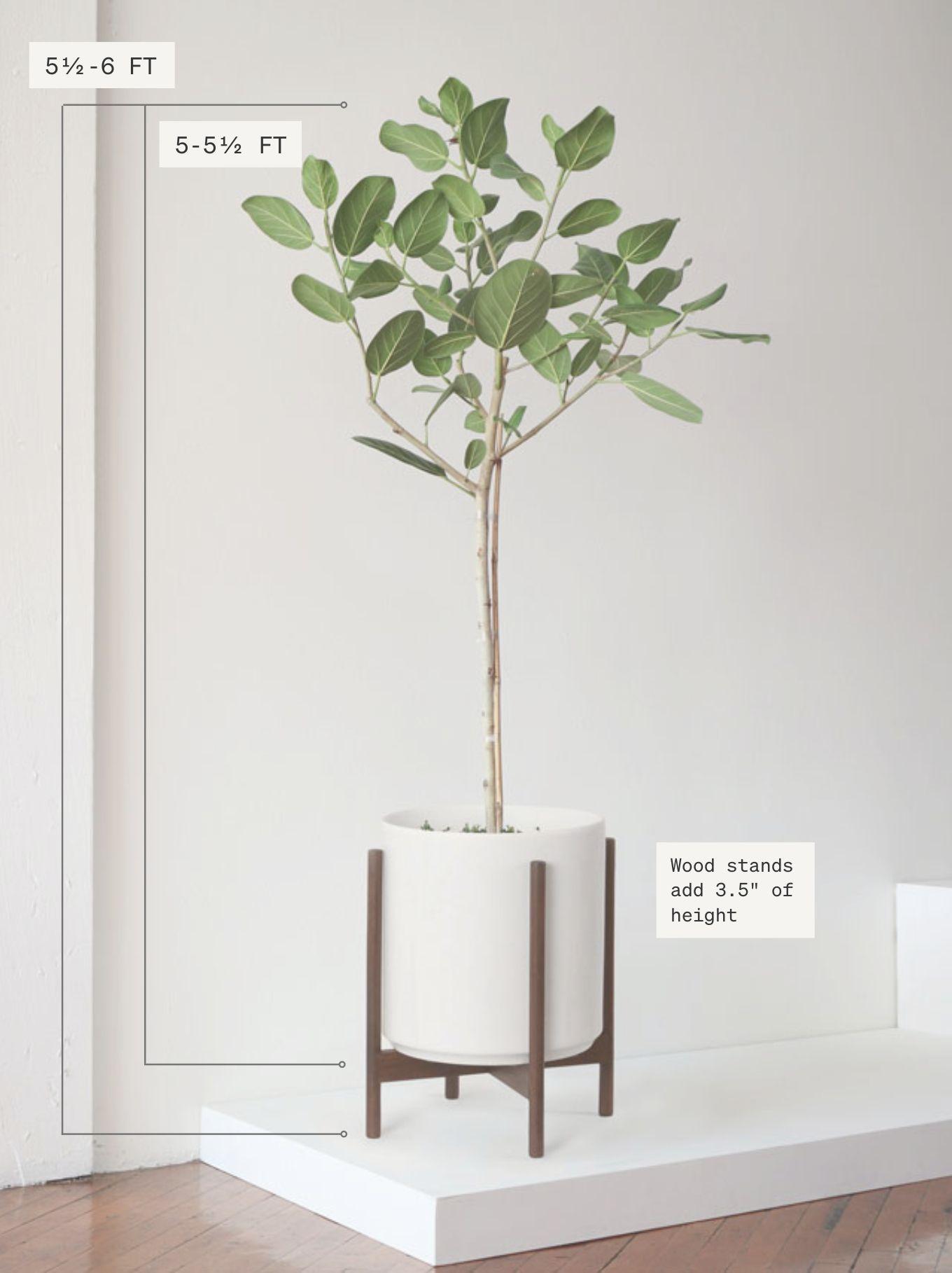 Ficus Audrey Tree
