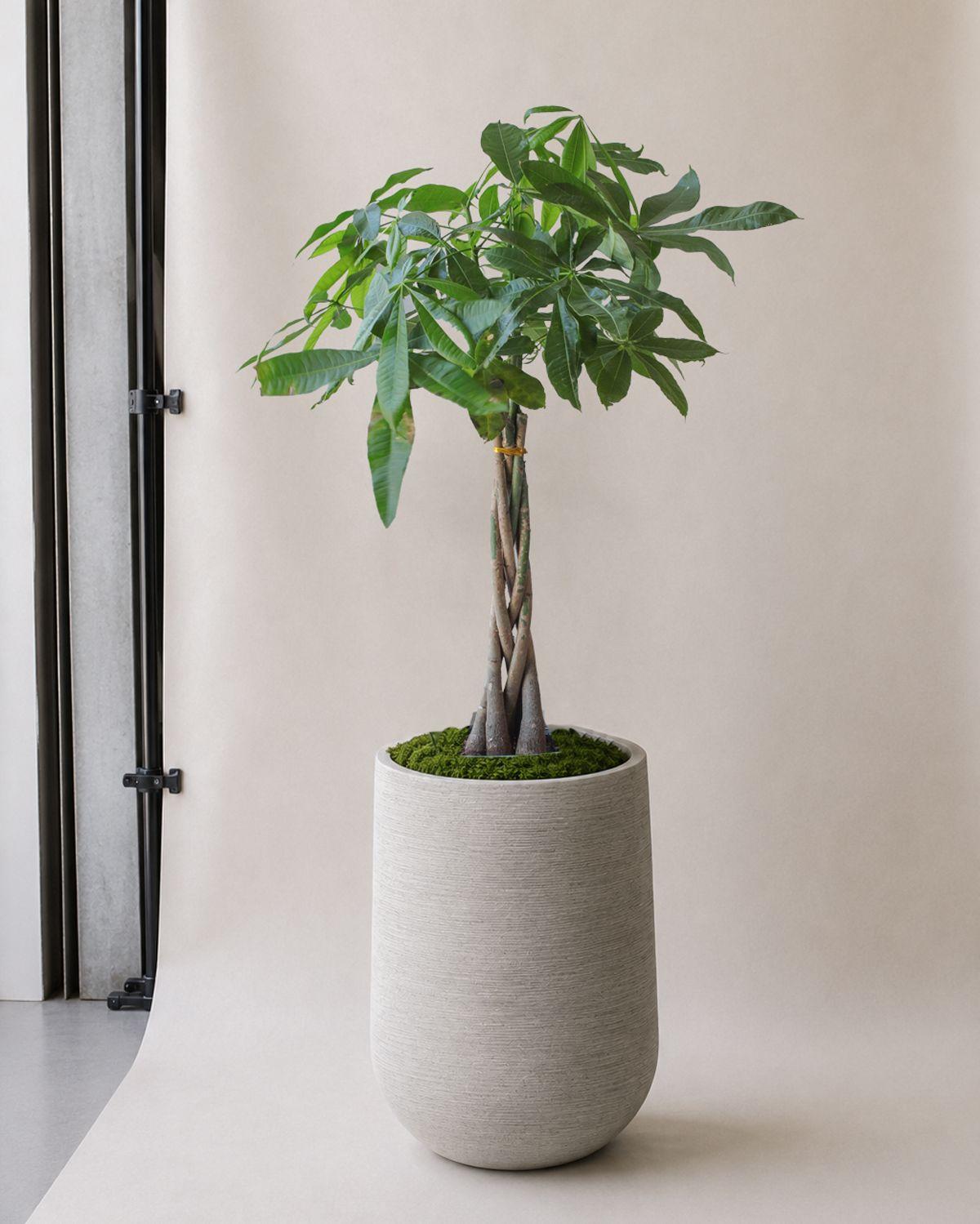Braided Money Tree in Dune Pilat Pot