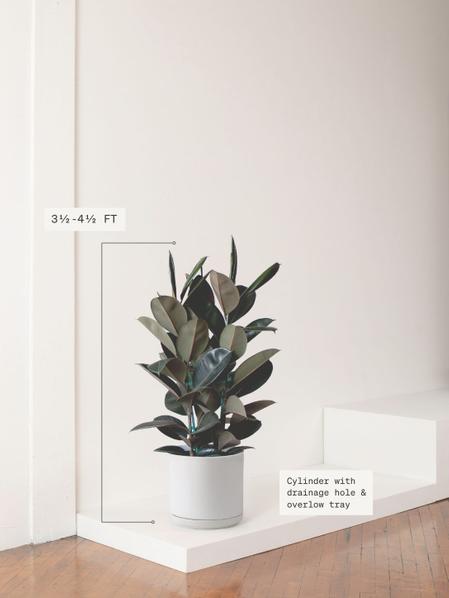Rubber Tree