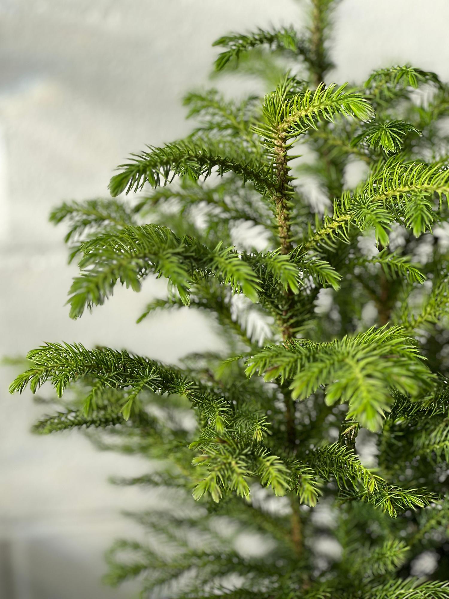 Norfolk Island Pine