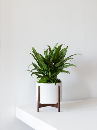indoor plants picture