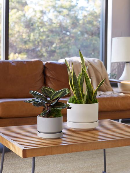 Calathea Medallion