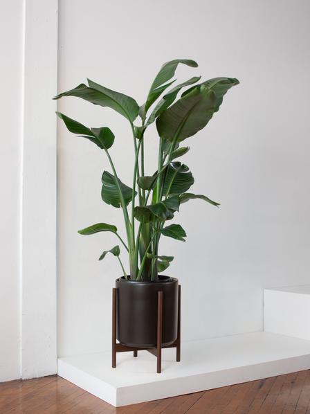 Bird of Paradise