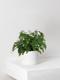 Maidenhair Fern