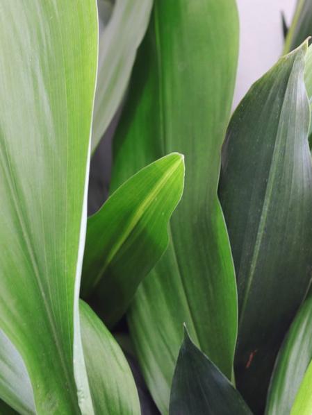 Cast Iron Plant