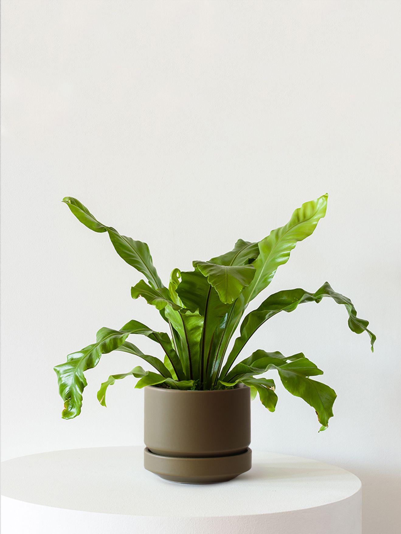 Bird's Nest Fern - Olive Scandinavian Ceramic 