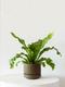 Bird's Nest Fern
