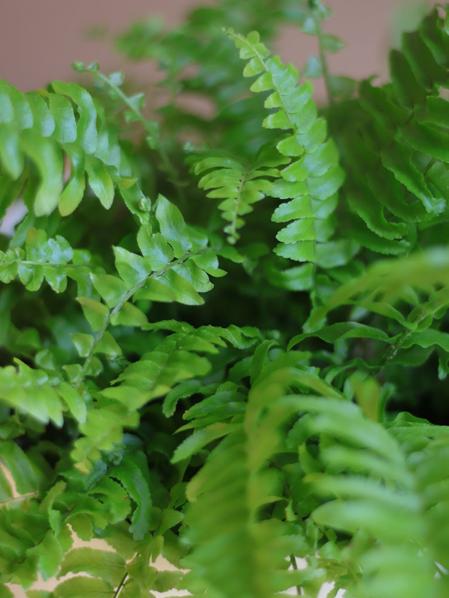 Boston Fern