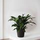 Cast Iron Plant