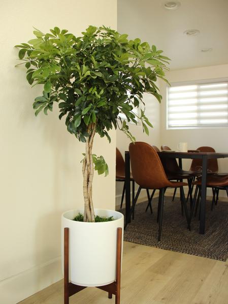 Braided Schefflera Tree - Nouvelle