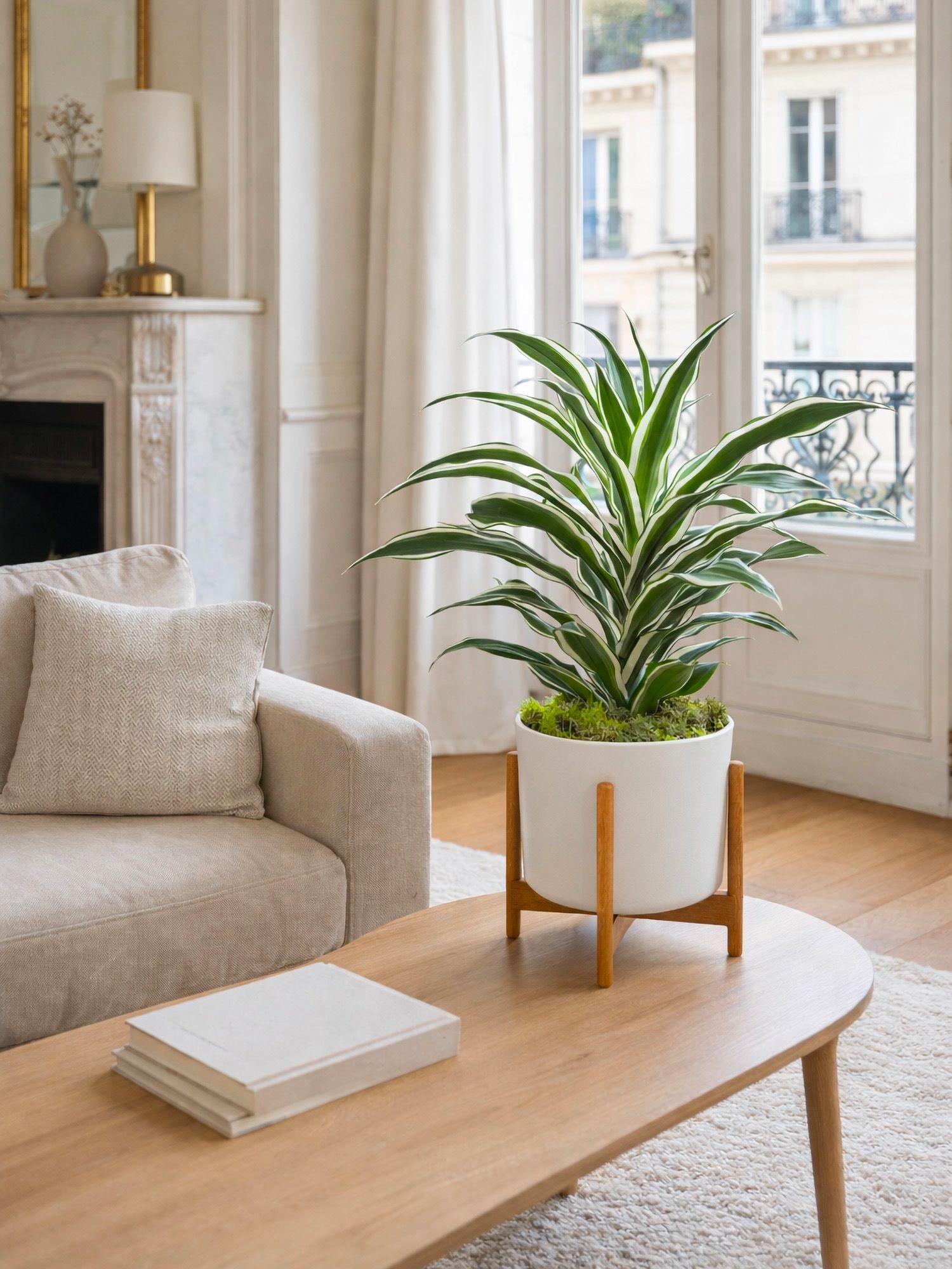 Dracaena Fragrans Joyau de Jade