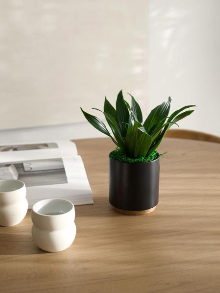 Dracaena Compacta