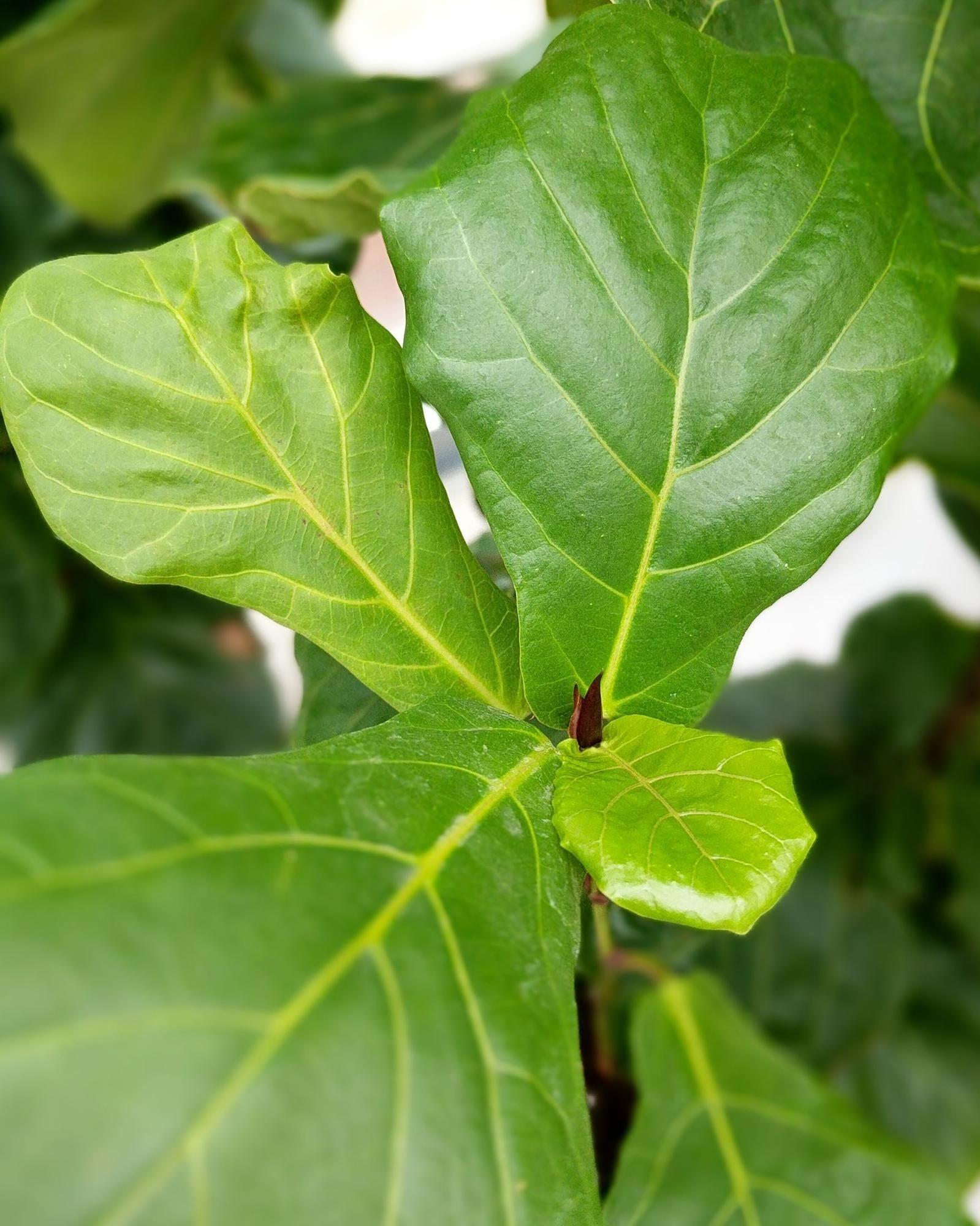 Fiddle Leaf Fig Plant