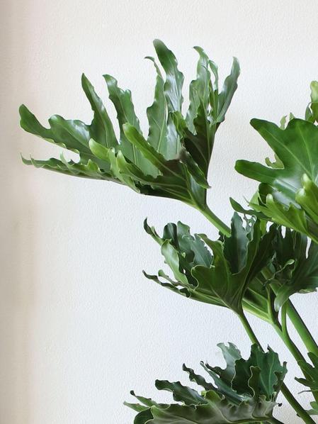 Hope Philodendron