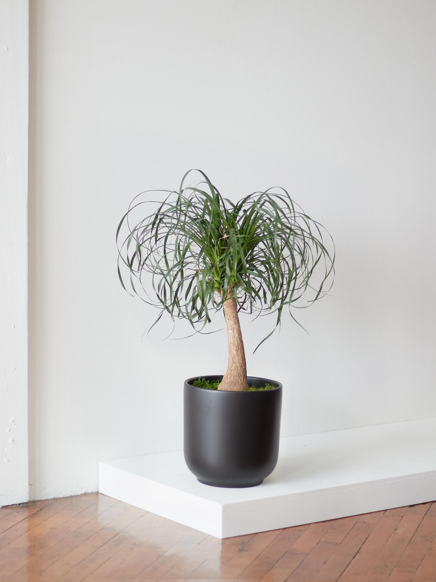 Ponytail Palm - Nouvelle Ceramic