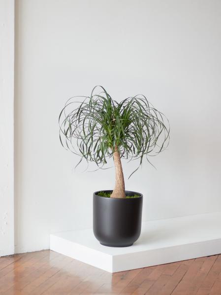 Ponytail Palm - Nouvelle Ceramic