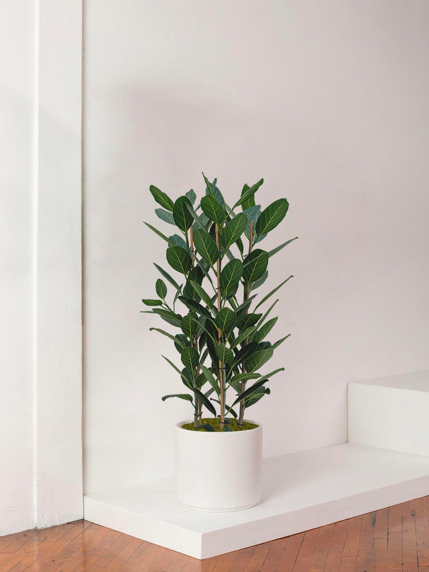 Ficus Audrey