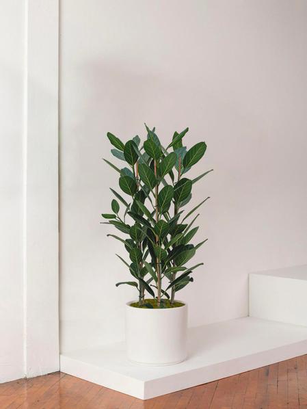 Ficus Audrey