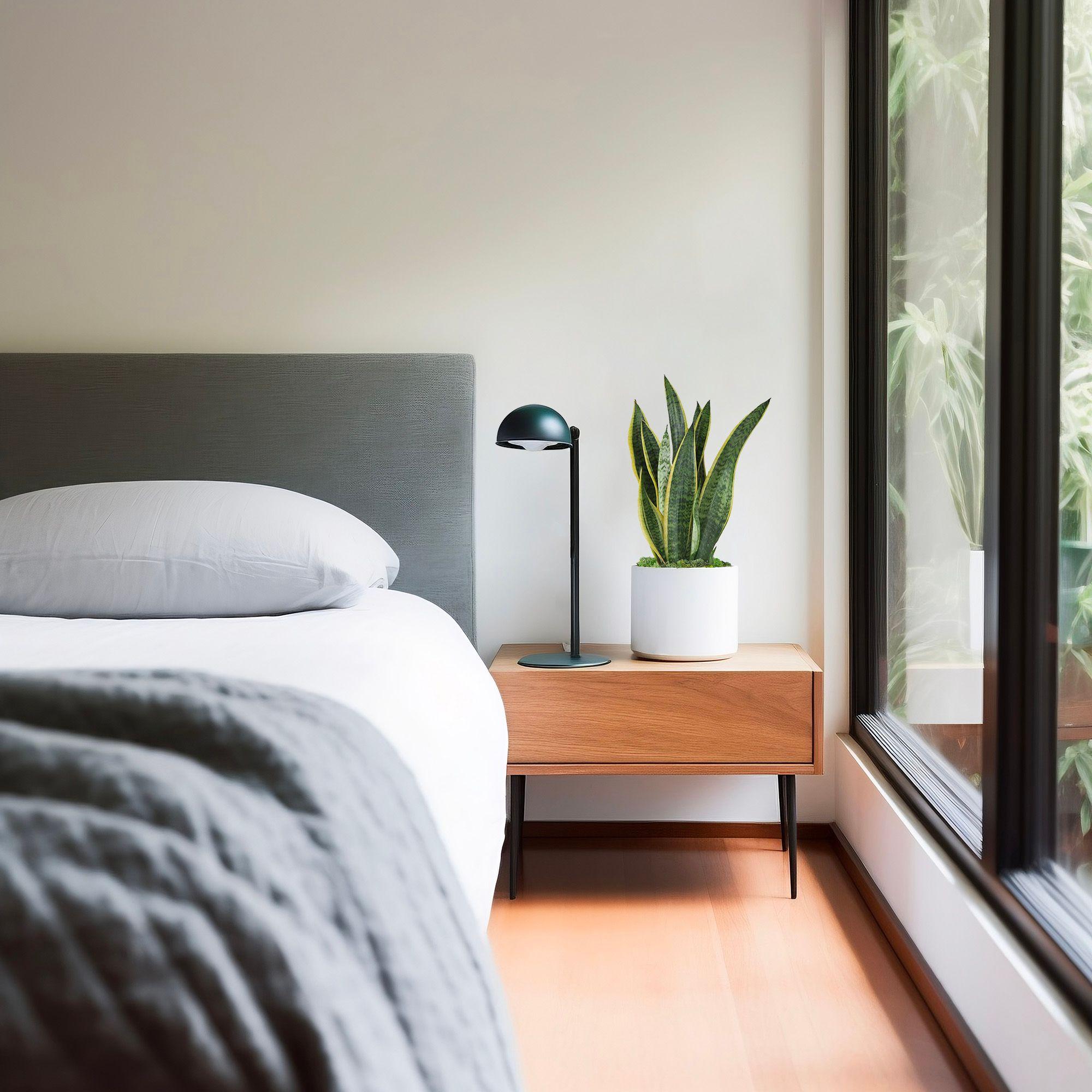 Sansevieria Laurentii