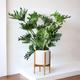 Hope Philodendron