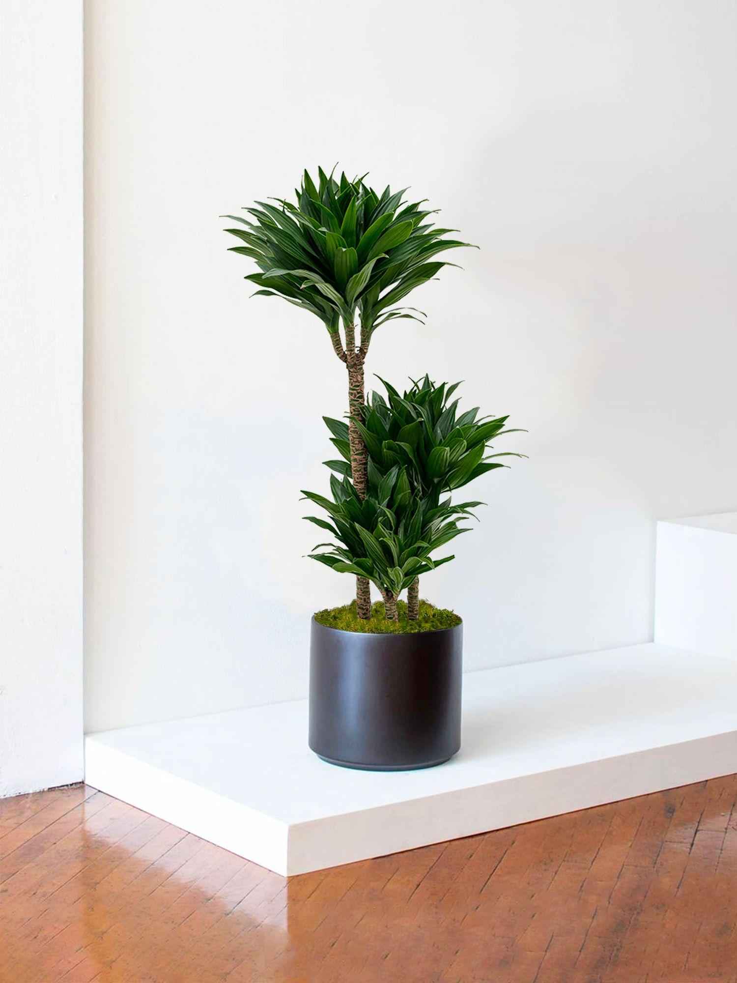 Drachenbaum Fragrans Compacta Large (1m) + Mid-Century Topf | Lon & George