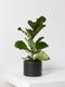 Fiddle Leaf Fig Plant