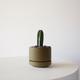 Mexican Fence Post Cactus