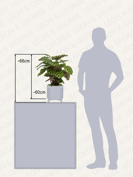 Calathea Paon de Vitória