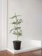 Black Olive Tree