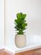 Ficus Lyrata Buisson