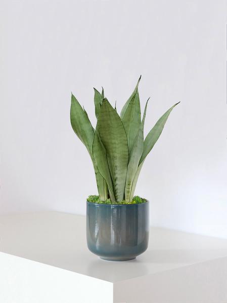 Sansevieria Moonshine