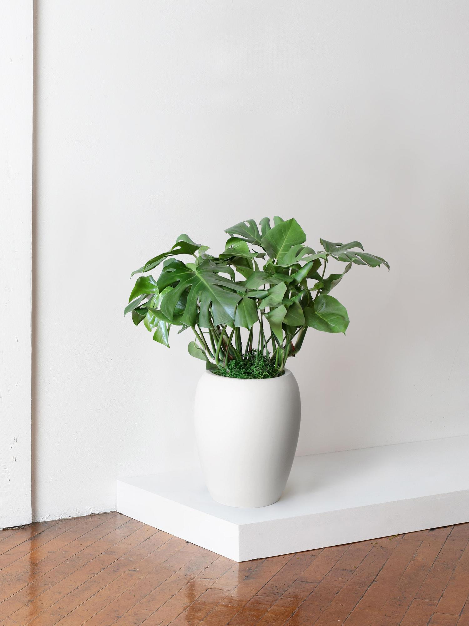 Monstera Deliciosa