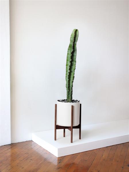 Jade Cactus