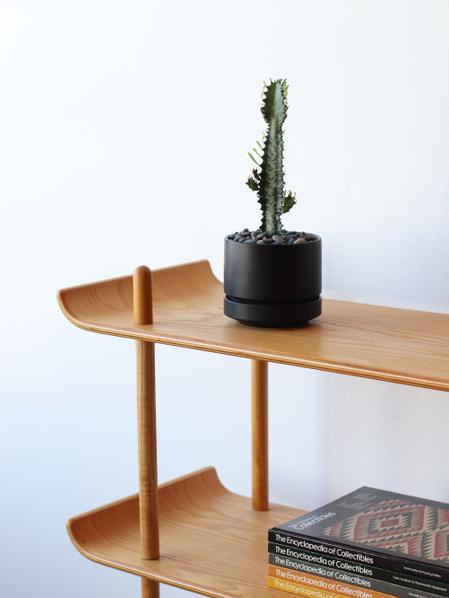Euphorbia Trigona