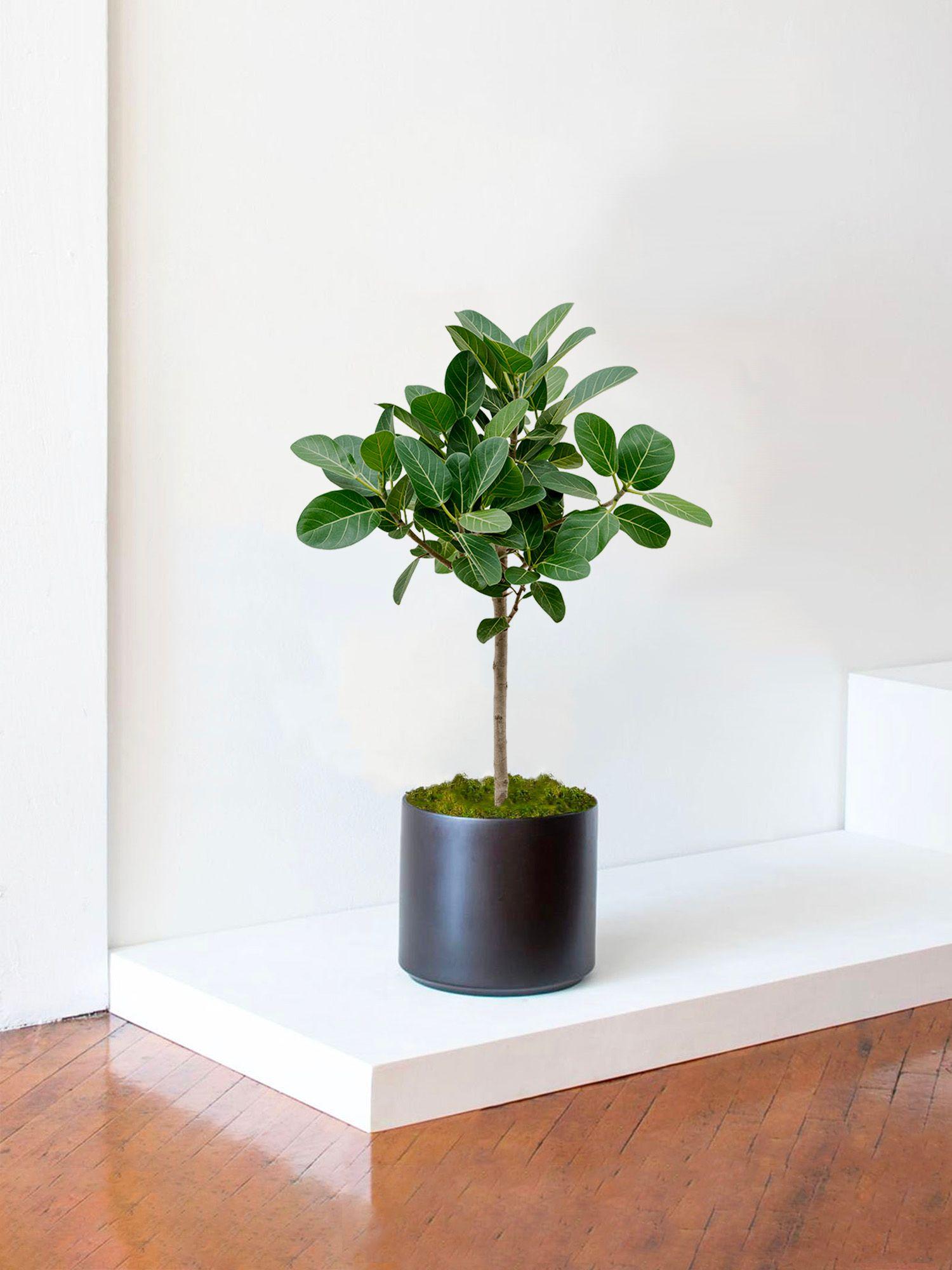 Bengalische Feige Large (1m) + Mid-Century Topf | Lon & George