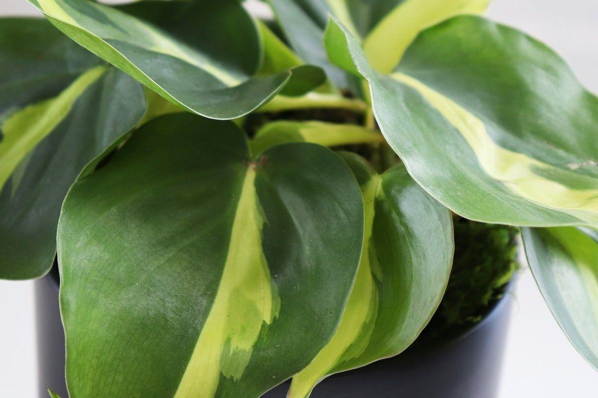 Philodendron Brasil