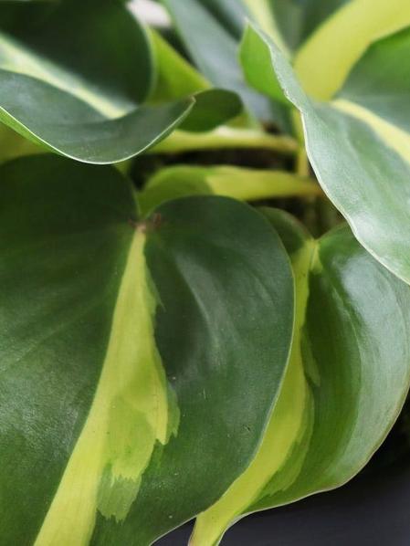 Philodendron Brasil