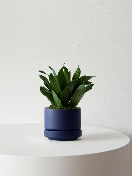 Dracaena Compacta