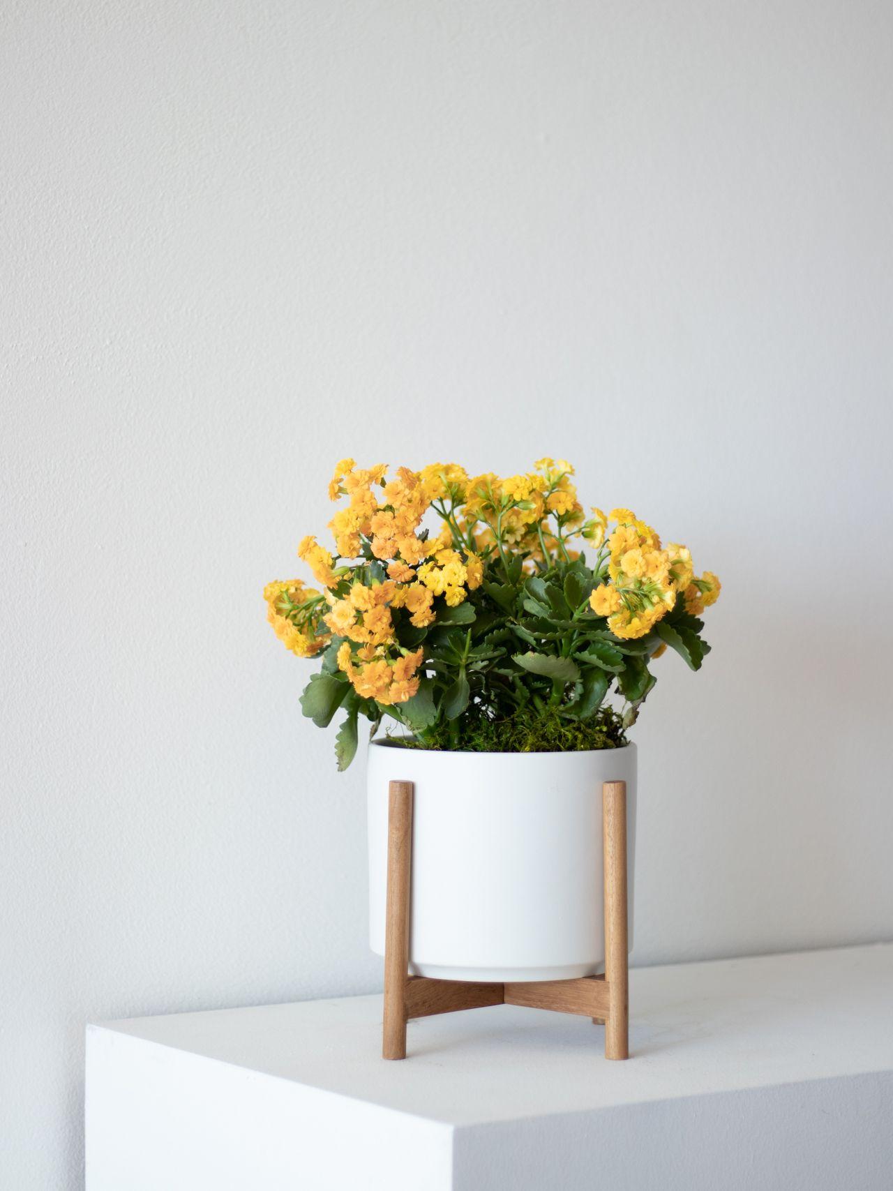 Sunshine Calandiva - White Mid-Century Ceramic & Light Wood Stand 