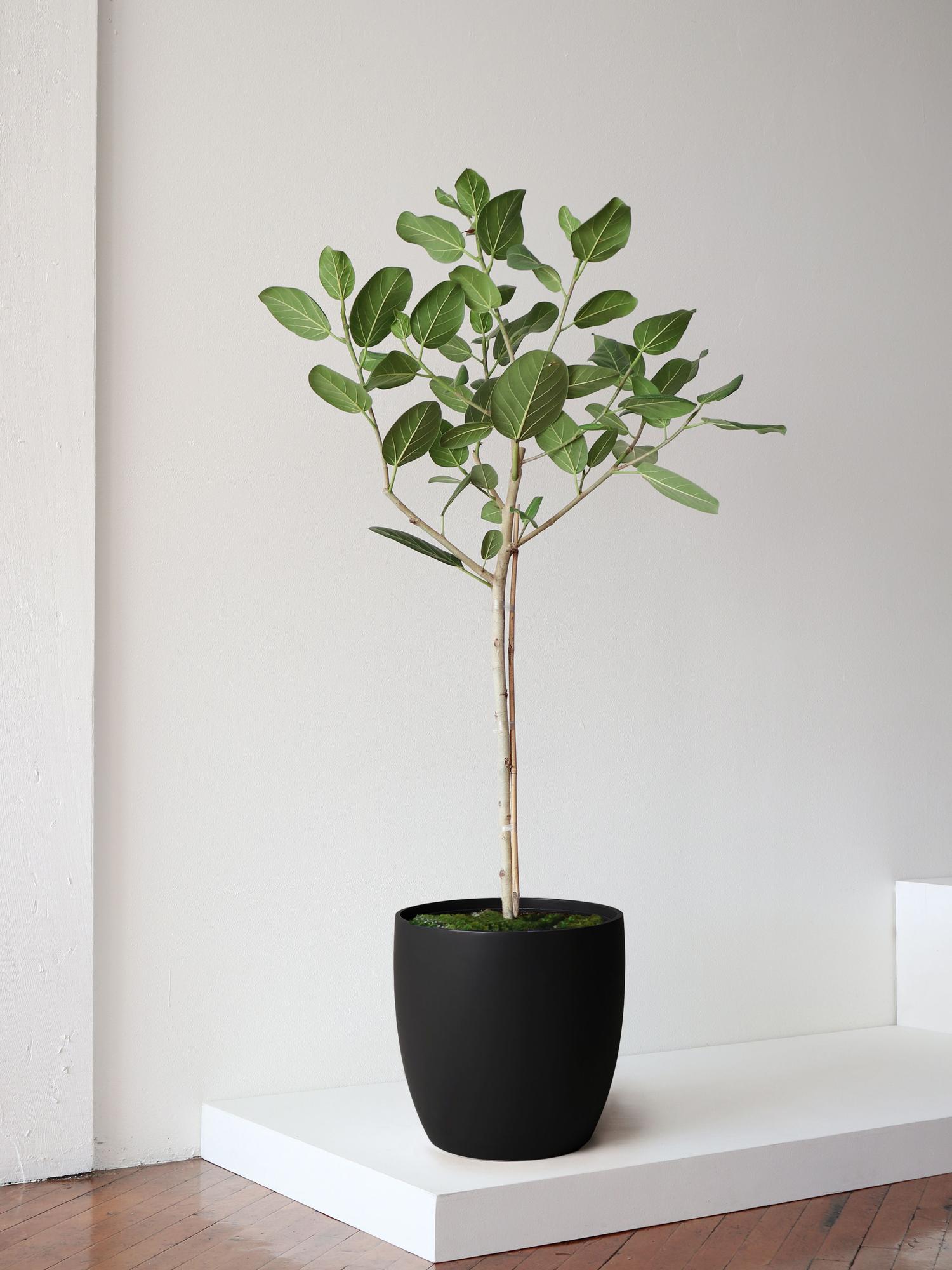 Ficus Audrey Tree