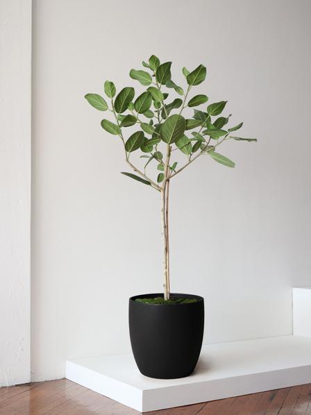 Ficus Audrey Tree