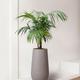 Kentia Palm