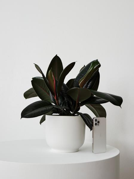 Rubber Plant