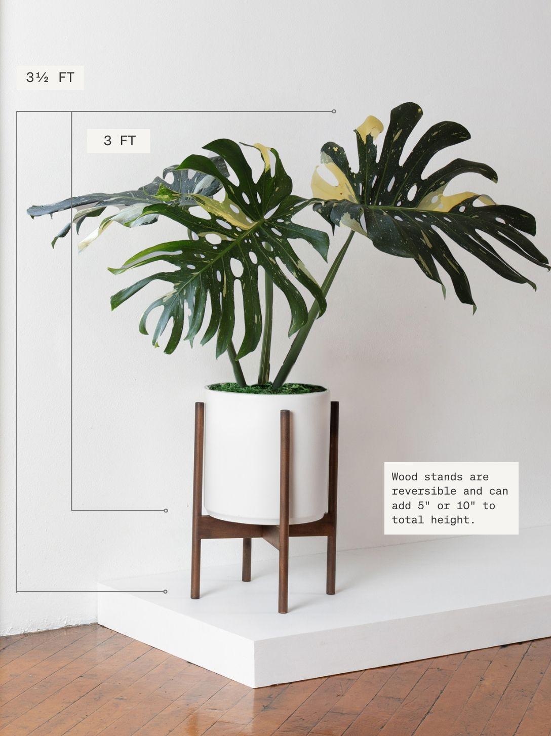 Monstera Thai Constellation XL