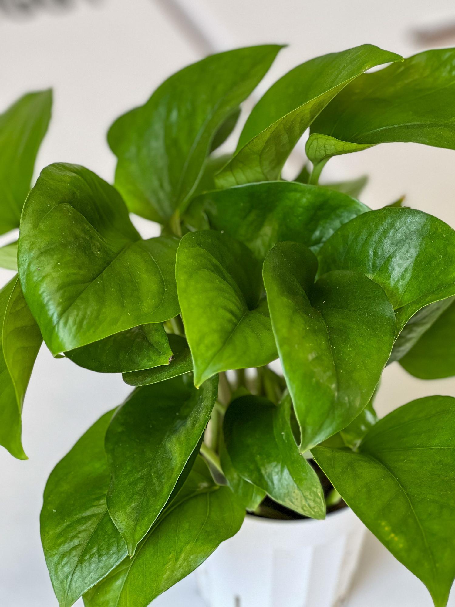 Jade Pothos