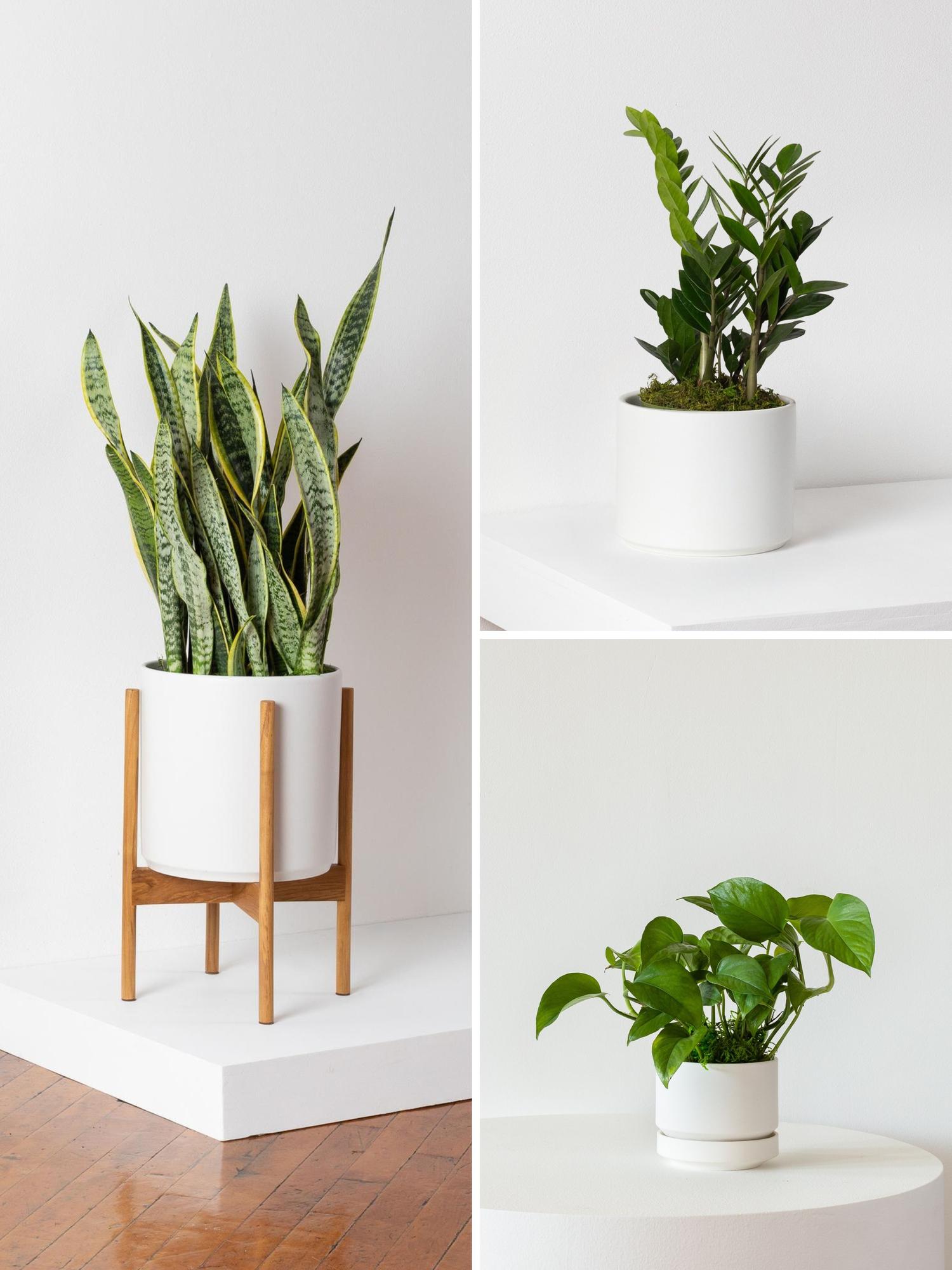 L Easy Care Plant Bundle